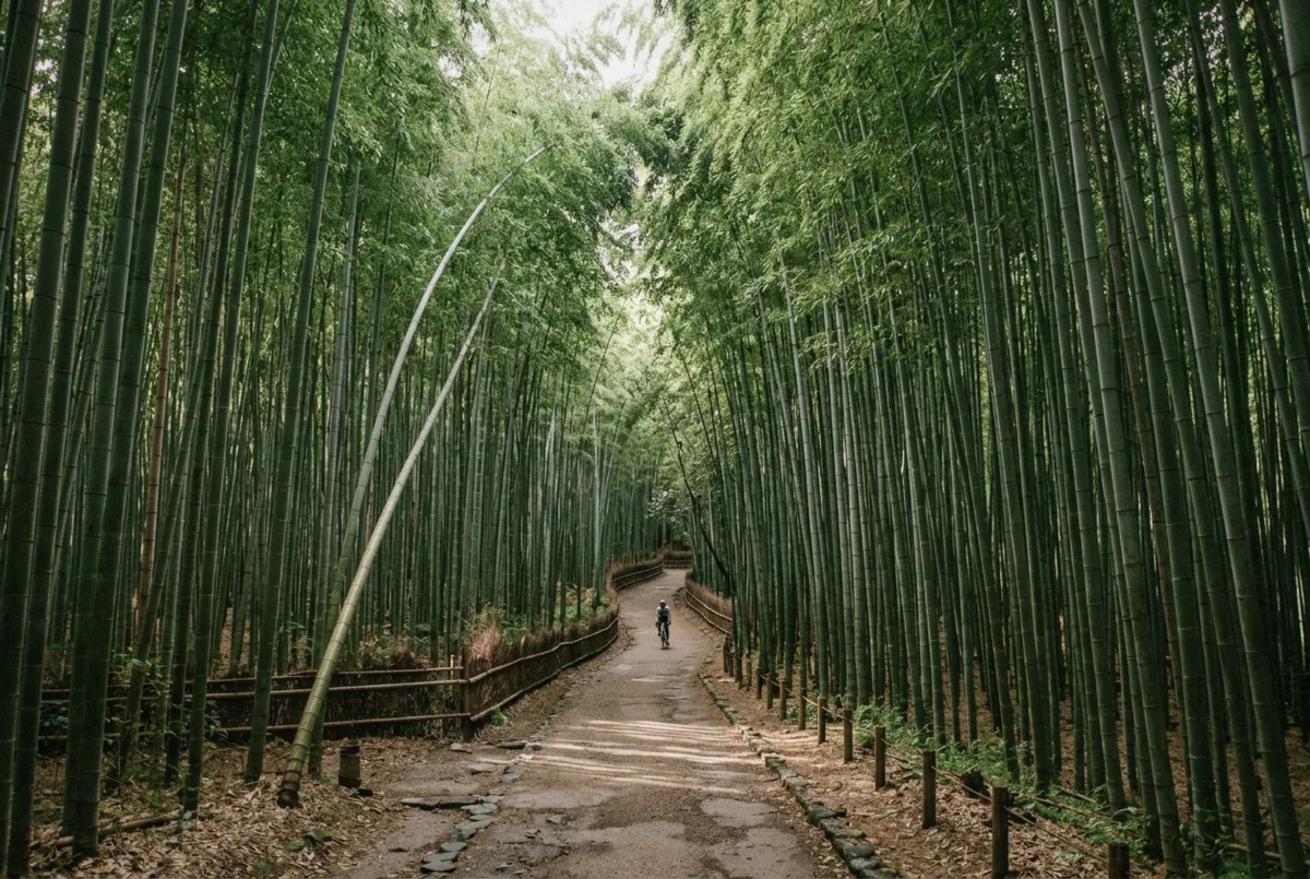 Towering green bamboo stalks lining the empty path of the Arashiyama Bamboo Grove, a classic Kyoto photoshoot backdrop