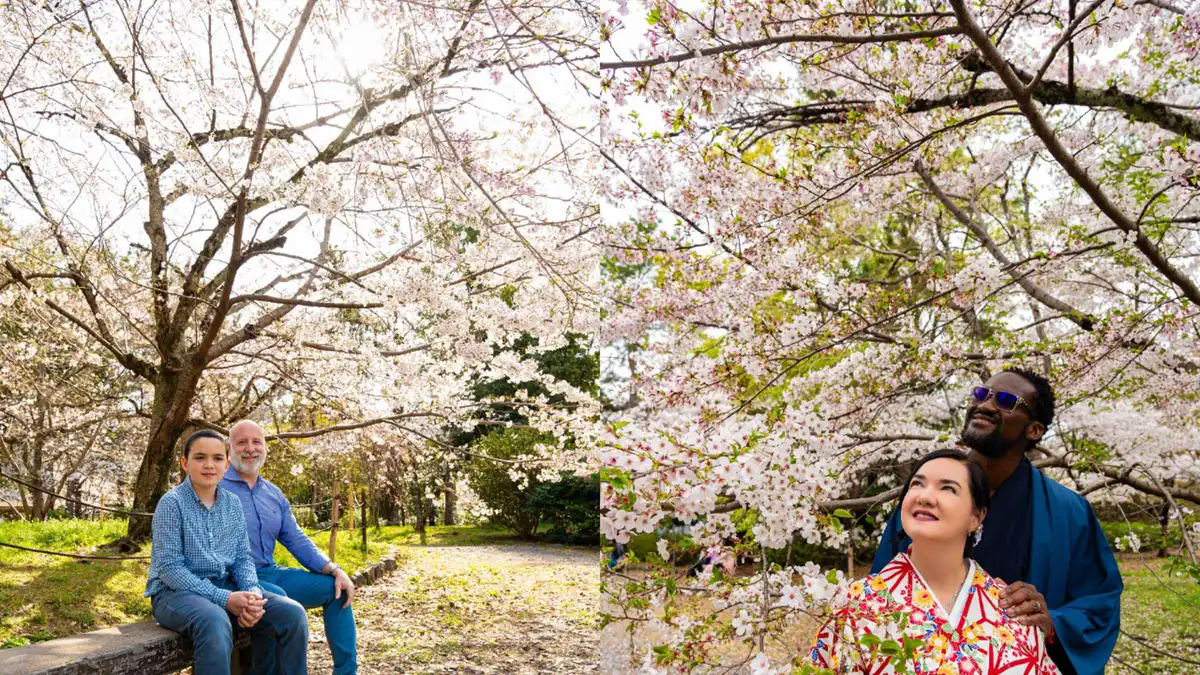 Traveller beneath blooming cherry blossoms on a Gion street during a spring Kyoto photoshoot, Kyoto, Japan